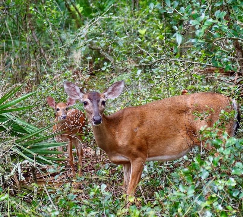 Под контрактом: $900,000 (4 спален, 2 ванн, 2454 Квадратных фут)