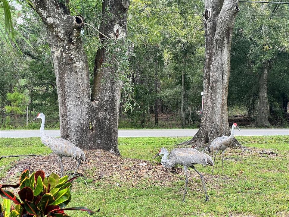 Под контрактом: $900,000 (4 спален, 2 ванн, 2454 Квадратных фут)