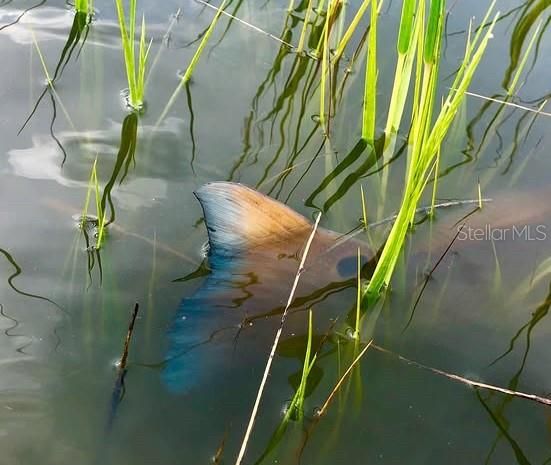 For Sale: $159,900 (0.20 acres)