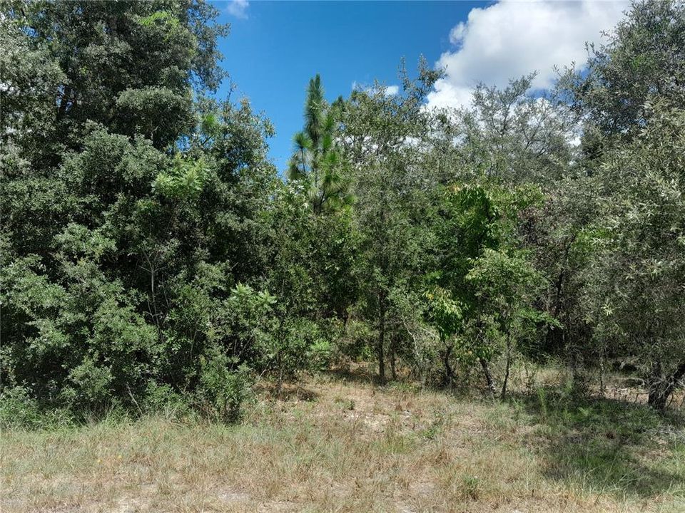 For Sale: $28,000 (1.25 acres)