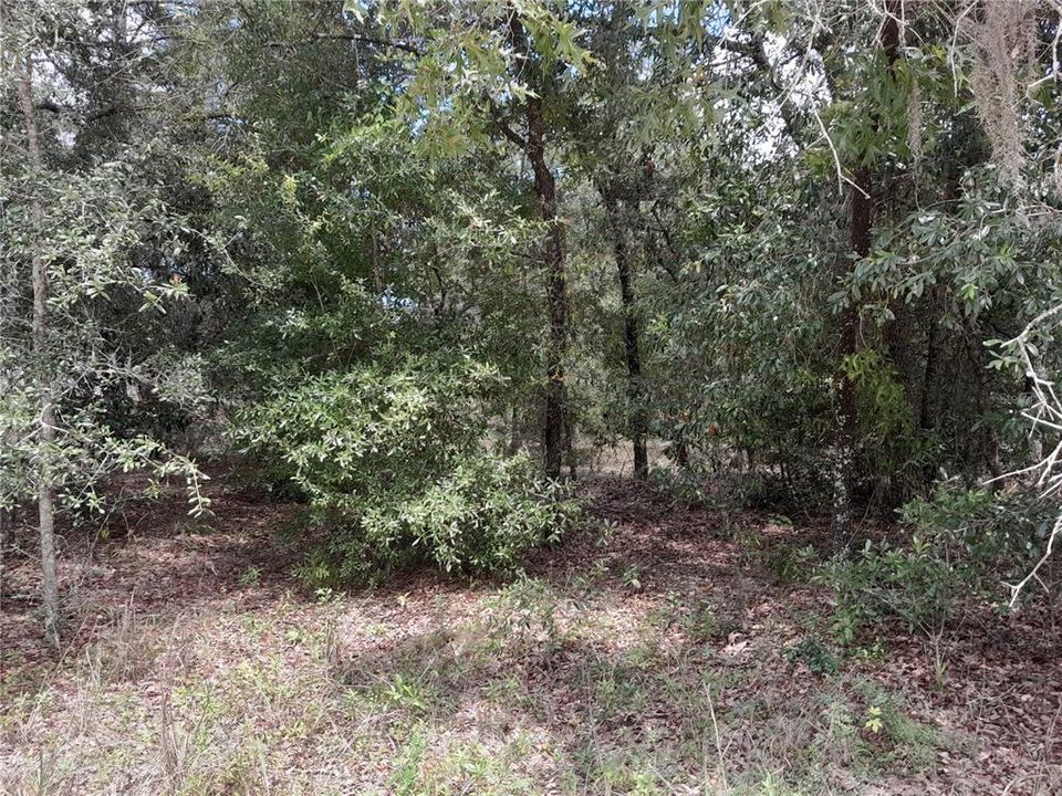 For Sale: $28,000 (1.25 acres)