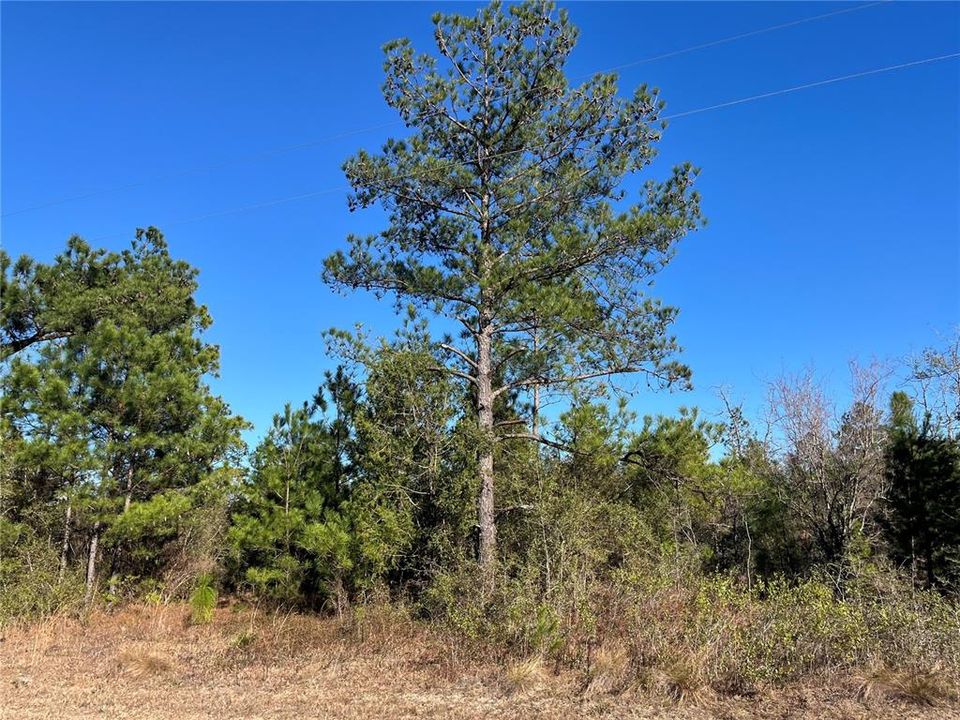 En Venta: $14,400 (1.23 acres)