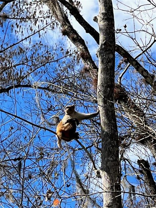 En Venta: $52,900 (0.07 acres)