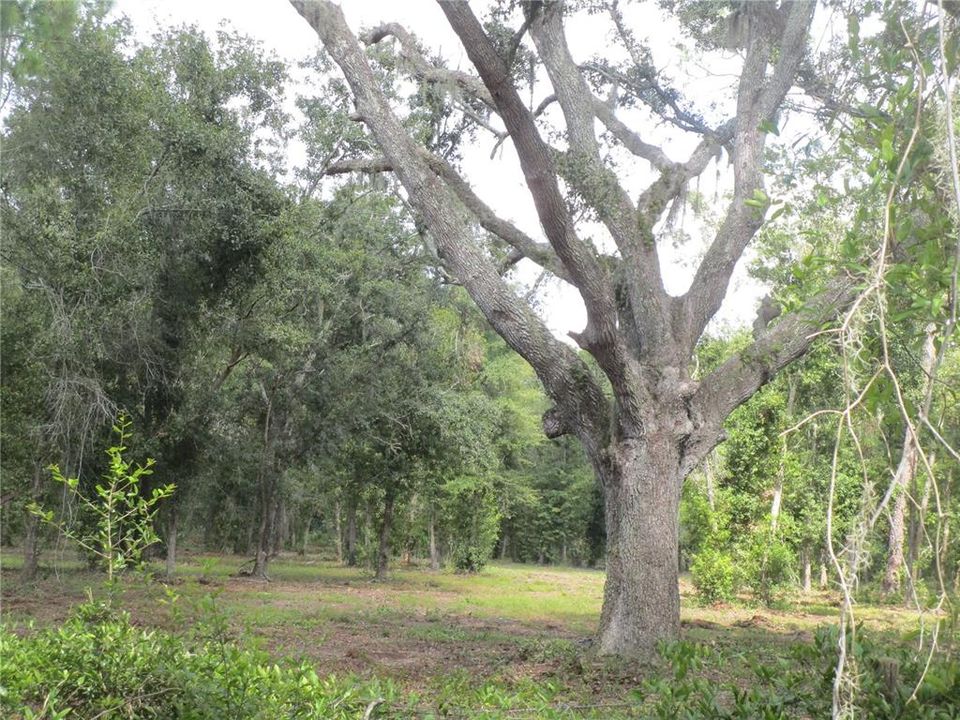 For Sale: $194,800 (1.21 acres)