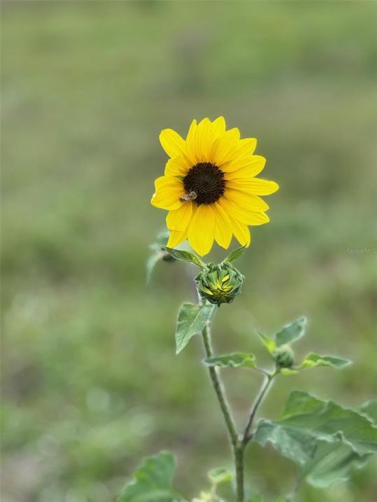 For Sale: $1,699,000 (3 beds, 4 baths, 2829 Square Feet)