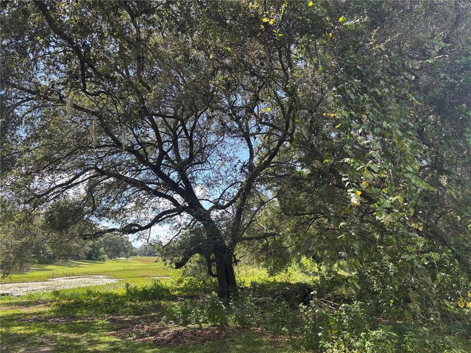 На продажу: $17,800 (0.31 acres)