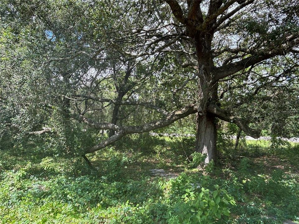 На продажу: $17,800 (0.31 acres)