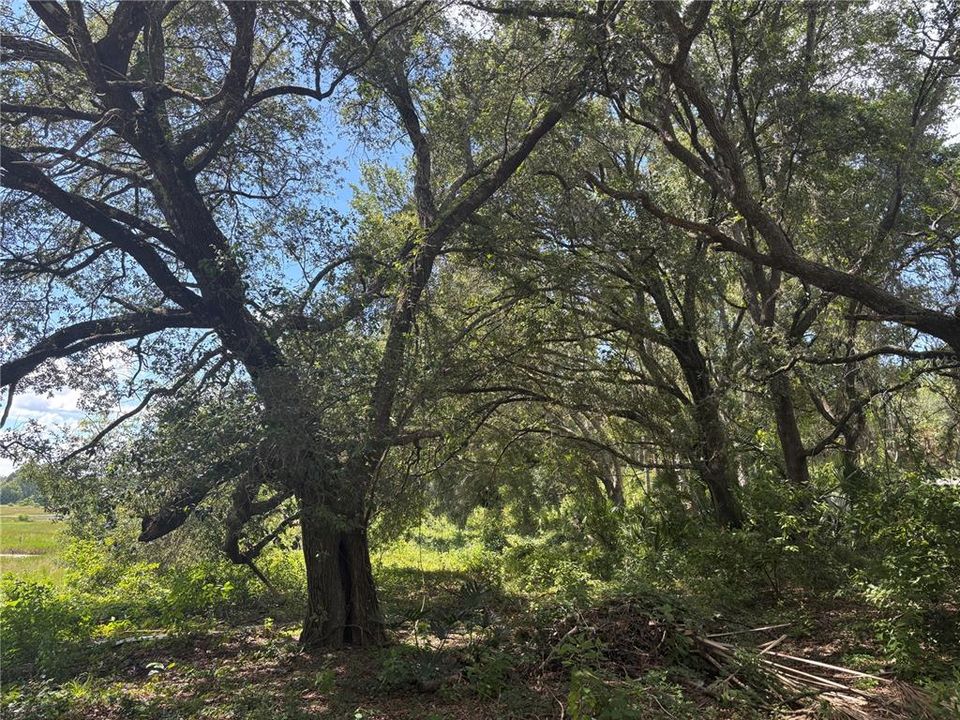 На продажу: $17,800 (0.31 acres)