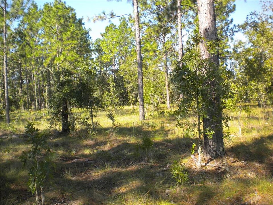 En Venta: $36,995 (1.01 acres)