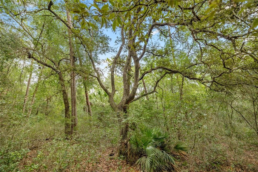 For Sale: $175,000 (13.60 acres)