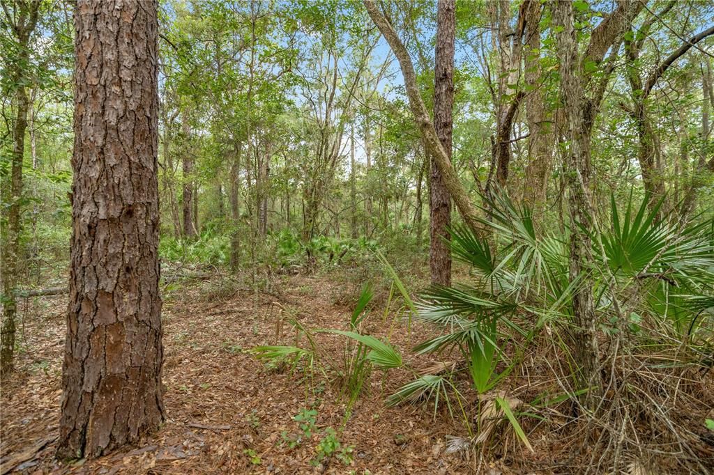 For Sale: $175,000 (13.60 acres)