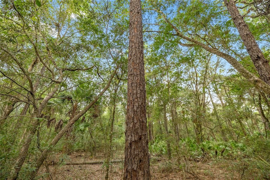 For Sale: $175,000 (13.60 acres)