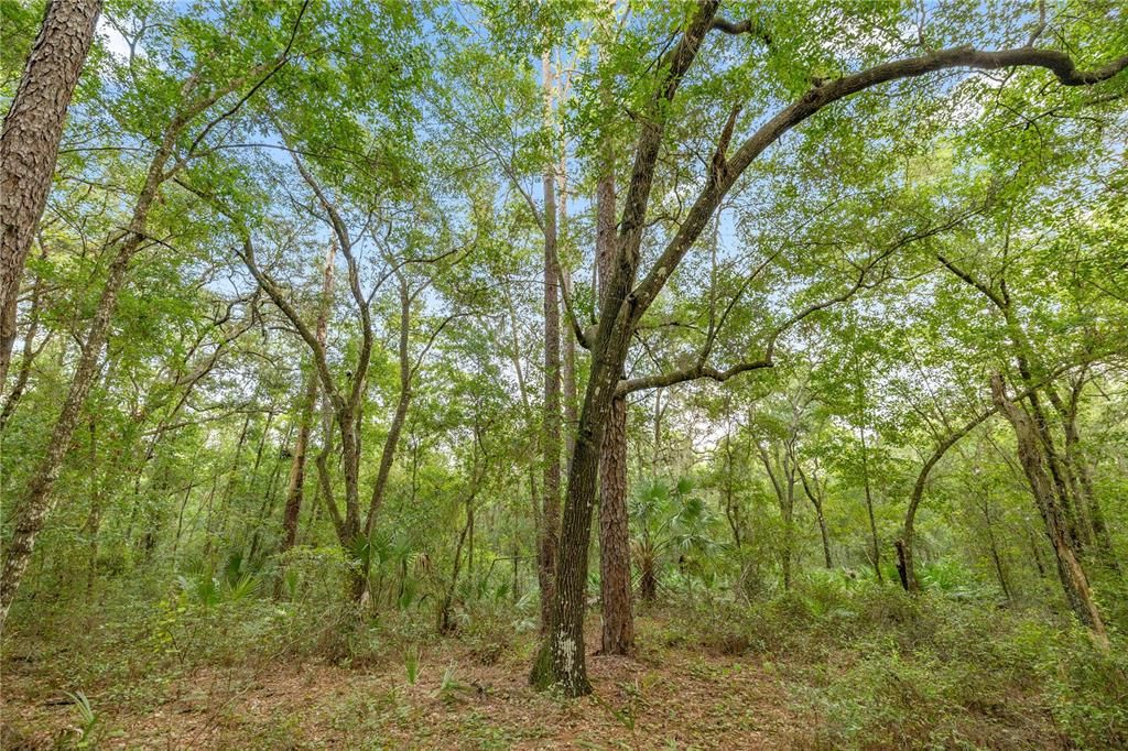 For Sale: $175,000 (13.60 acres)