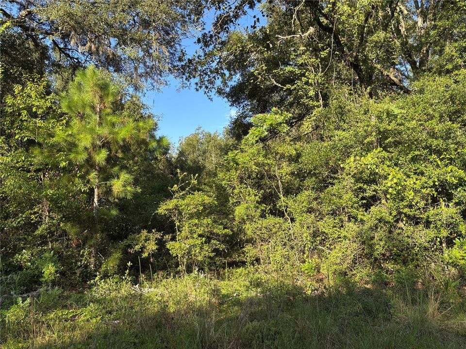 En Venta: $14,000 (0.46 acres)