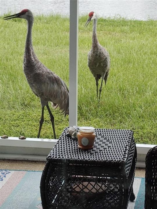 На продажу: $475,000 (3 спален, 2 ванн, 2017 Квадратных фут)