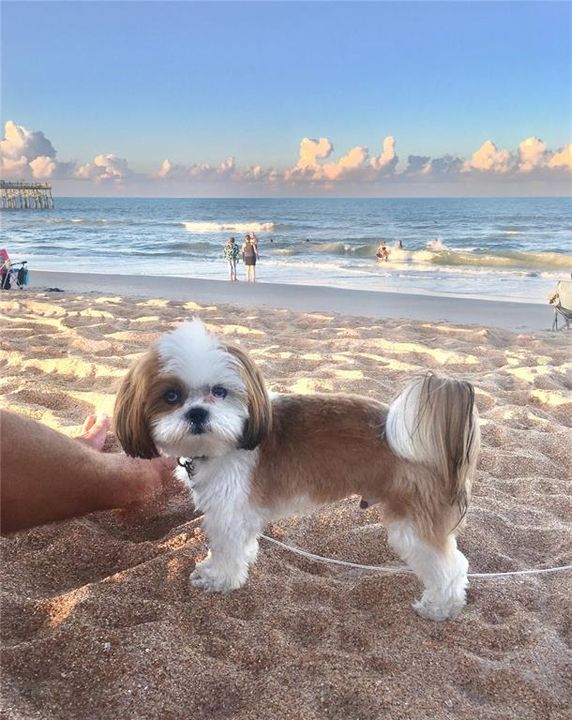 Под контрактом: $315,000 (2 спален, 2 ванн, 1649 Квадратных фут)