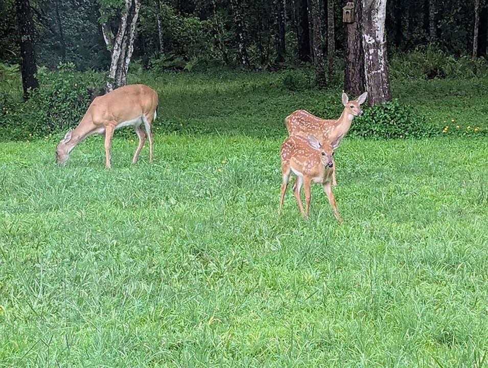 На продажу: $1,199,000 (3 спален, 2 ванн, 2548 Квадратных фут)