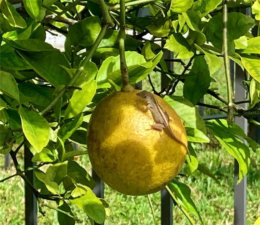 待售: $950,000 (3 贝兹, 2 浴室, 2512 平方英尺)