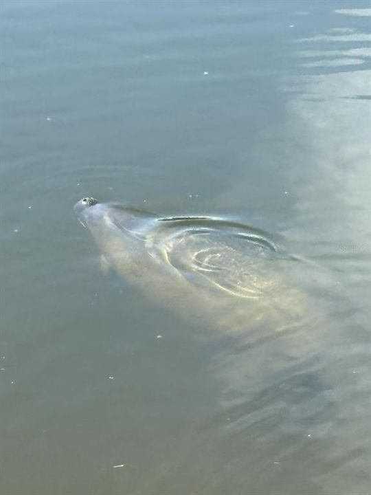 В аренду: $2,700 (3 спален, 2 ванн, 1964 Квадратных фут)