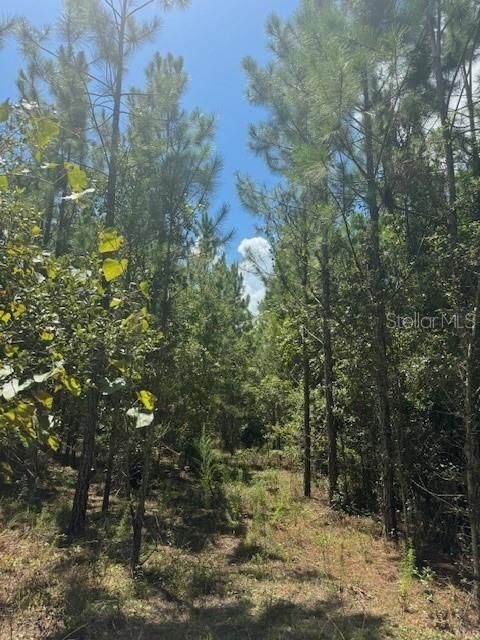 На продажу: $146,000 (12.23 acres)