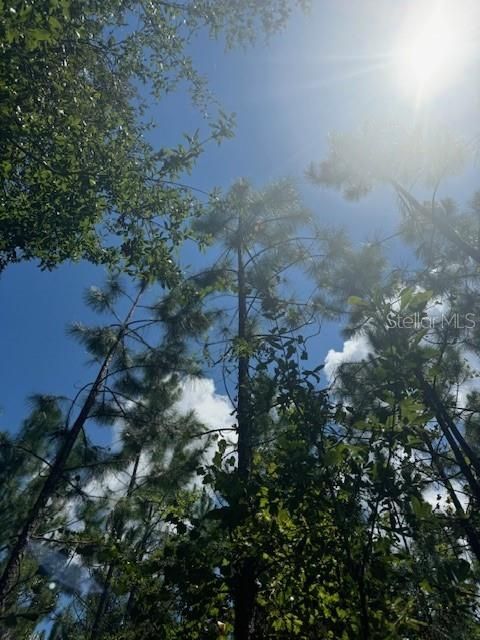 На продажу: $146,000 (12.23 acres)