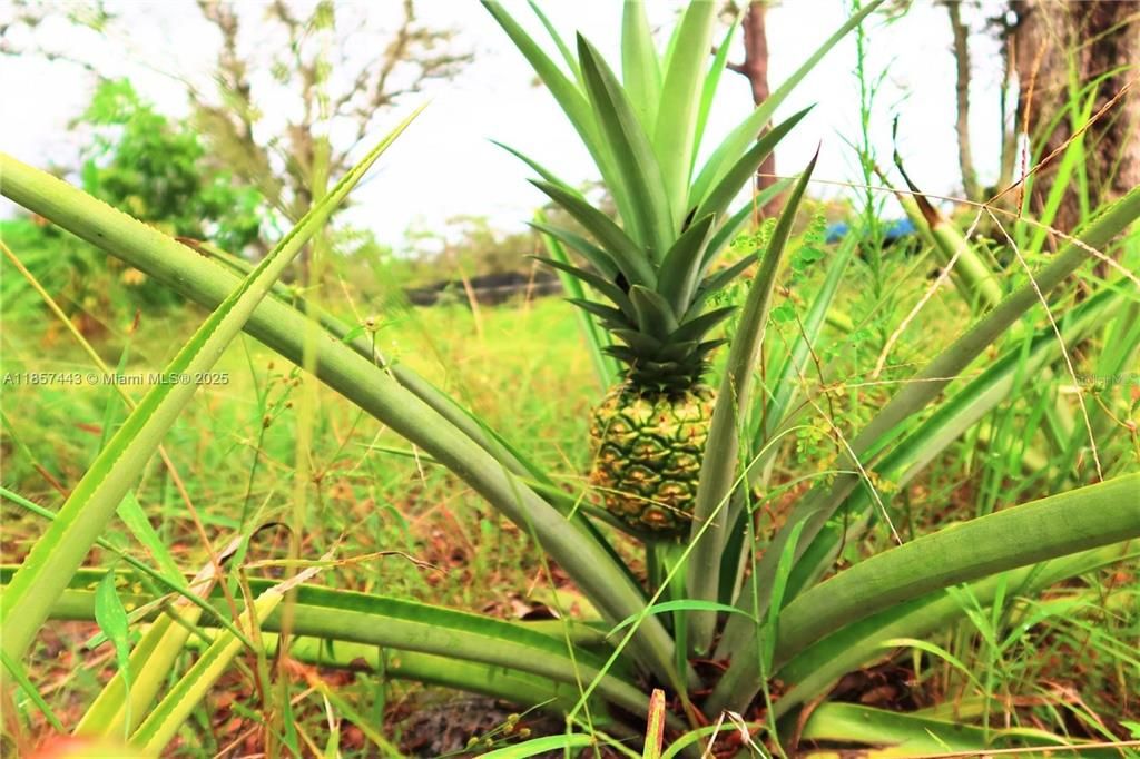 For Sale: $230,000 (0 beds, 0 baths, 780 Square Feet)