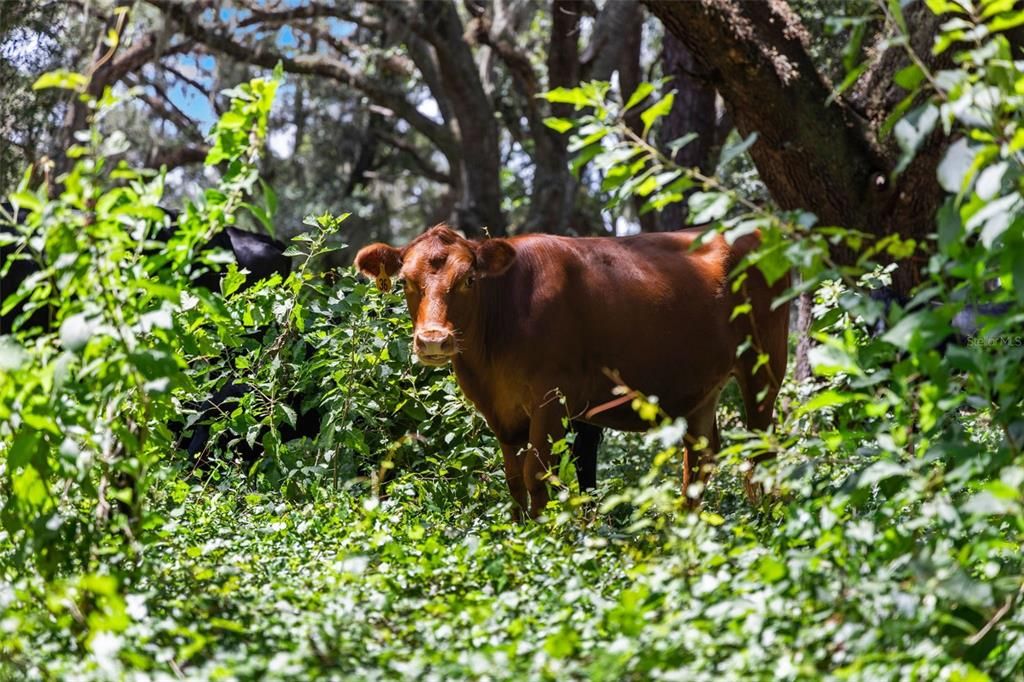 En Venta: $1,875,000 (3 camas, 2 baños, 1600 Pies cuadrados)