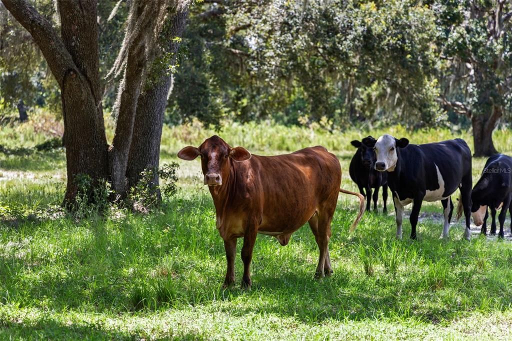 En Venta: $1,875,000 (3 camas, 2 baños, 1600 Pies cuadrados)