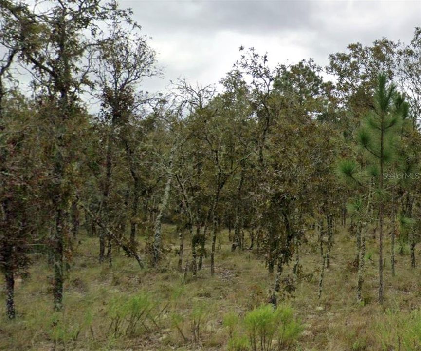 На продажу: $14,800 (0.23 acres)