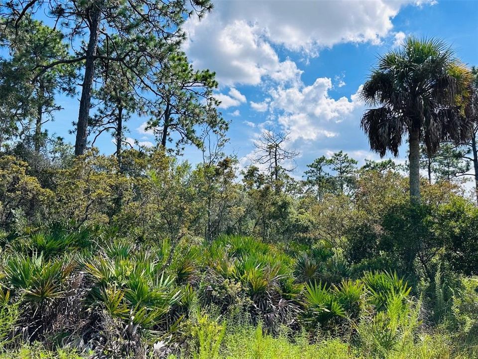 Vendido Recientemente: $175,000 (19.84 acres)