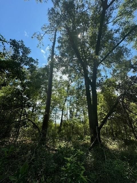 На продажу: $245,000 (18.22 acres)