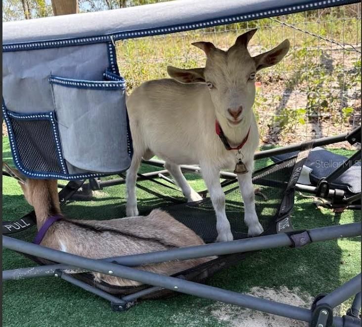 Под контрактом: $218,000 (3 спален, 2 ванн, 1800 Квадратных фут)