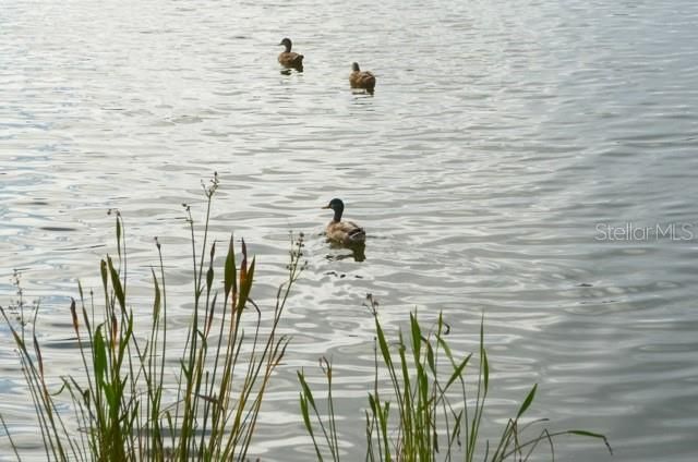 Под контрактом: $2,100 (3 спален, 2 ванн, 1790 Квадратных фут)