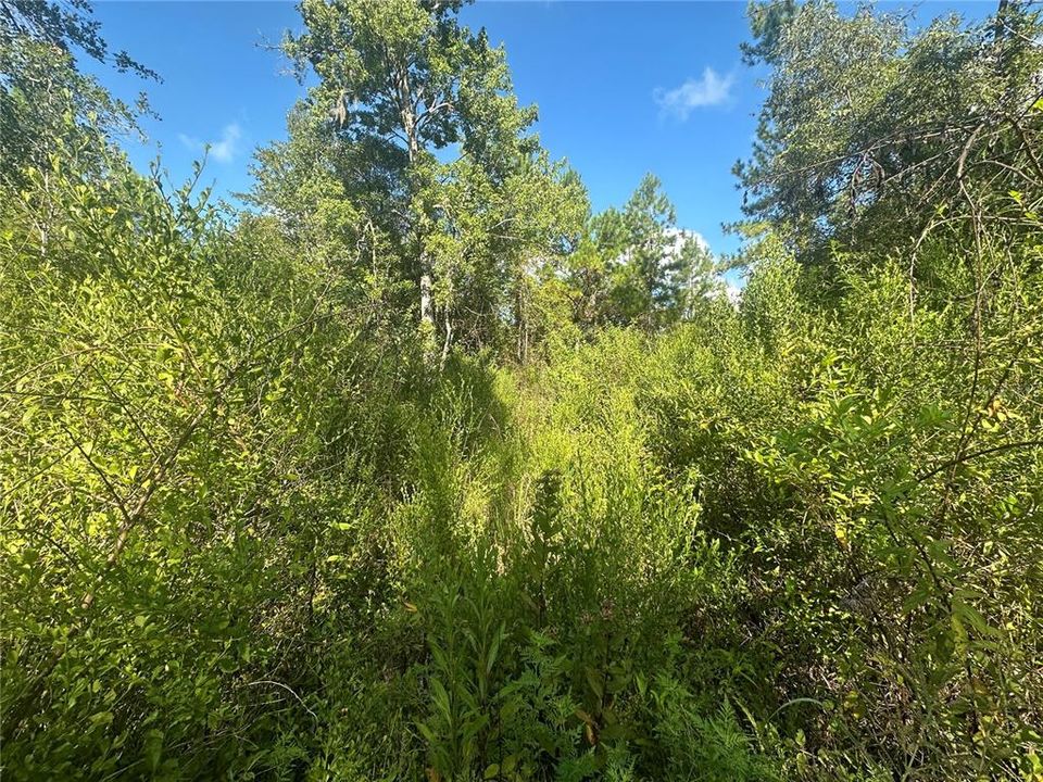 待售: $49,900 (3.13 acres)