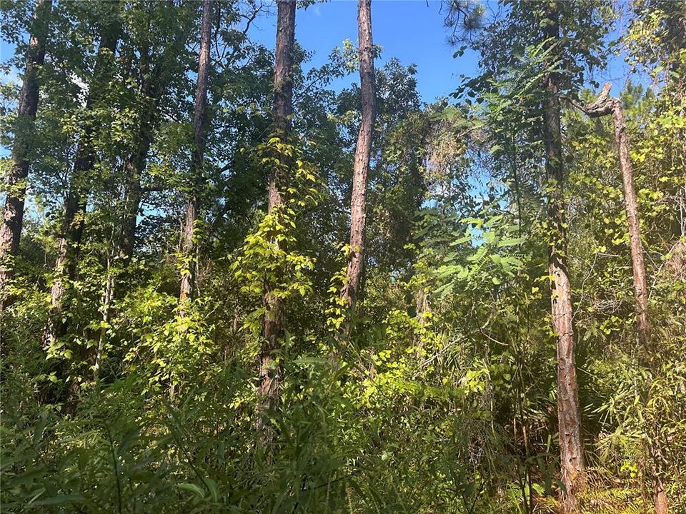 待售: $49,900 (3.13 acres)