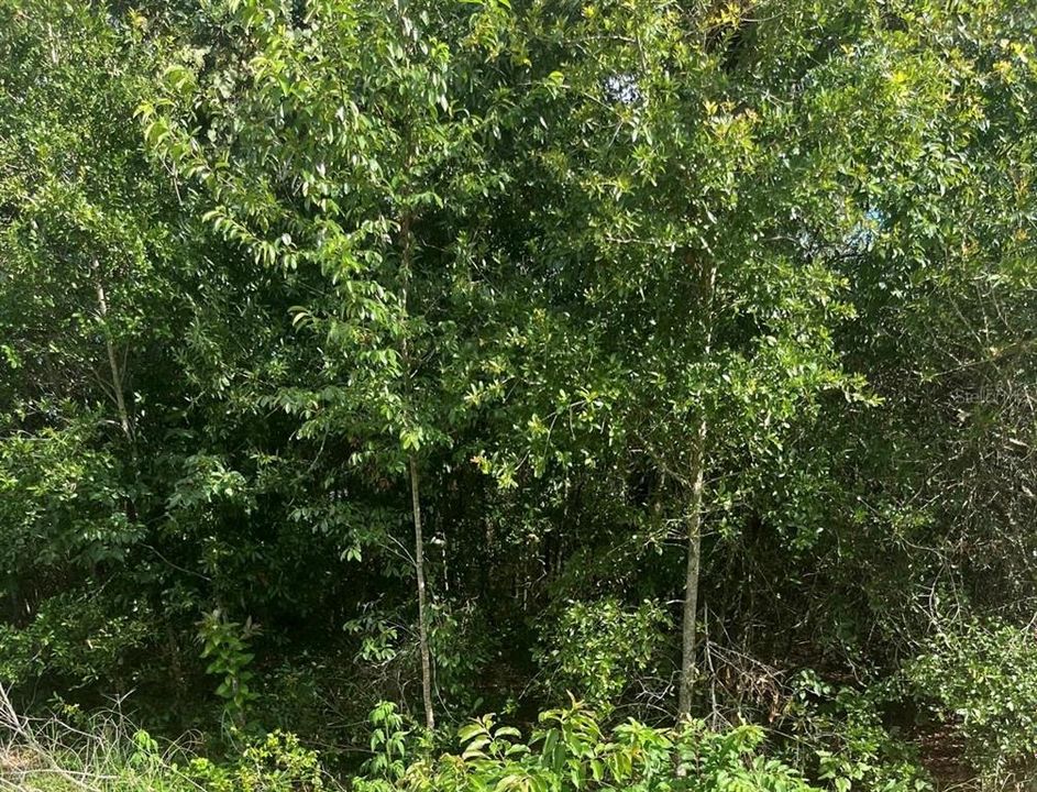 待售: $24,000 (0.17 acres)