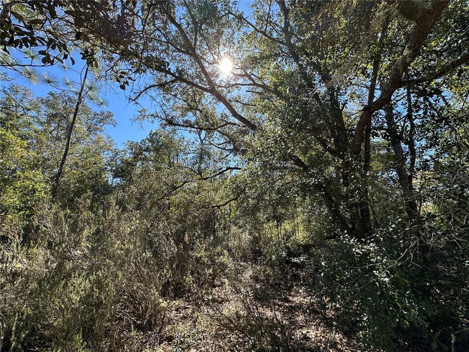 For Sale: $33,000 (1.25 acres)