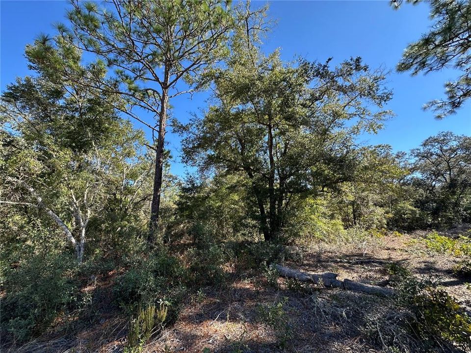 For Sale: $33,000 (1.25 acres)