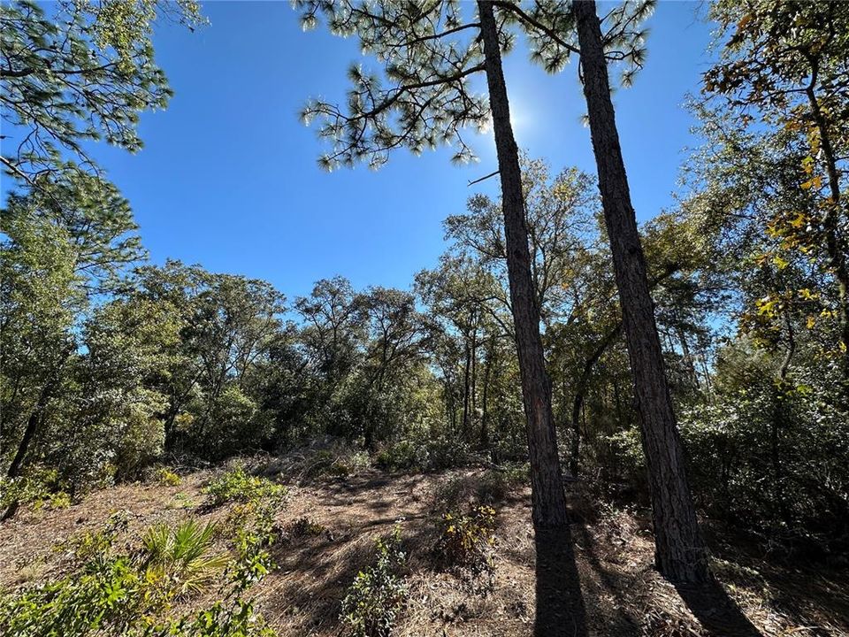 For Sale: $33,000 (1.25 acres)