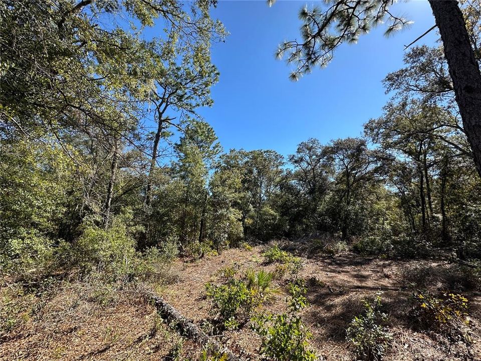 For Sale: $33,000 (1.25 acres)