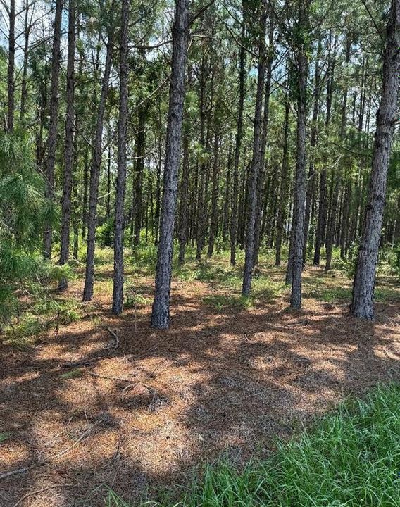 En Venta: $300,000 (4.91 acres)