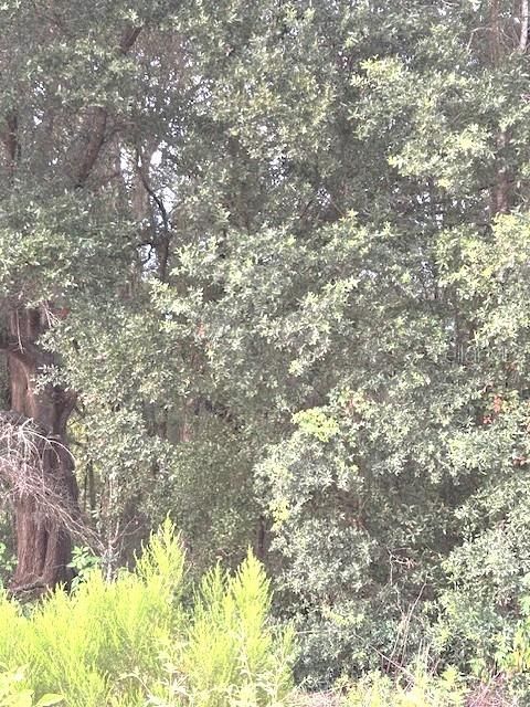 En Venta: $24,300 (0.22 acres)