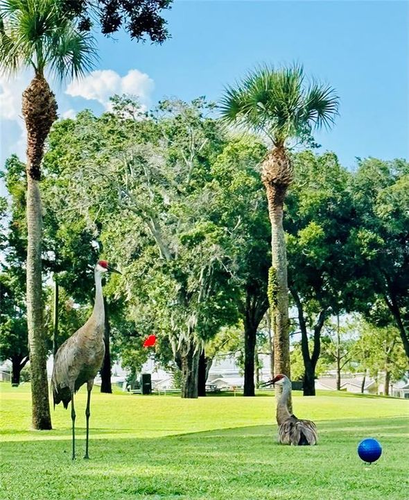 待售: $79,900 (0.09 acres)