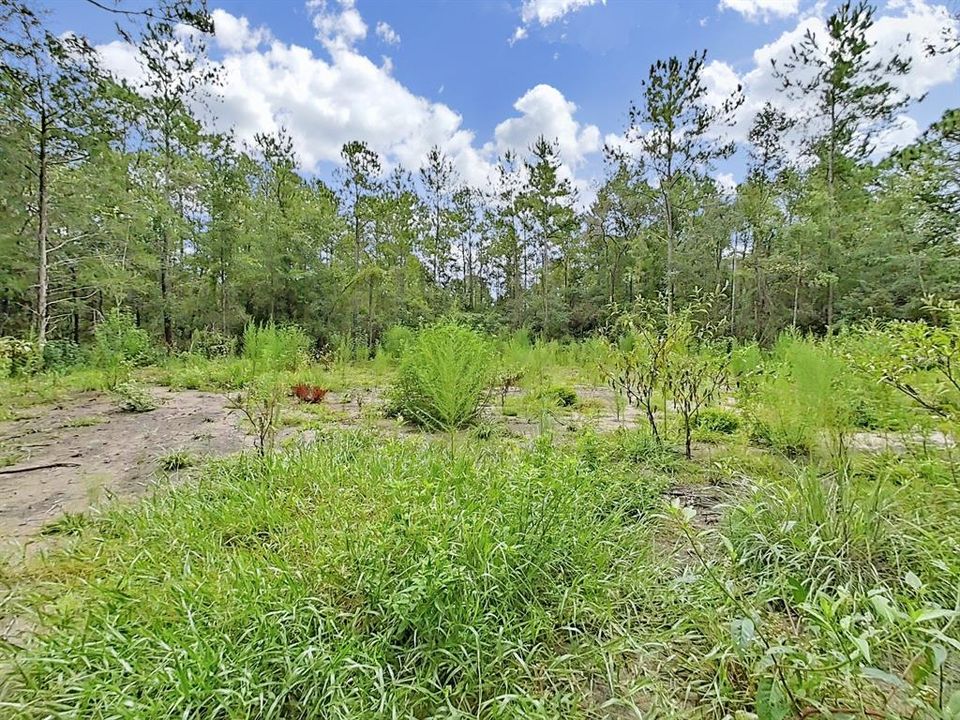 合同活跃: $23,500 (1.00 acres)