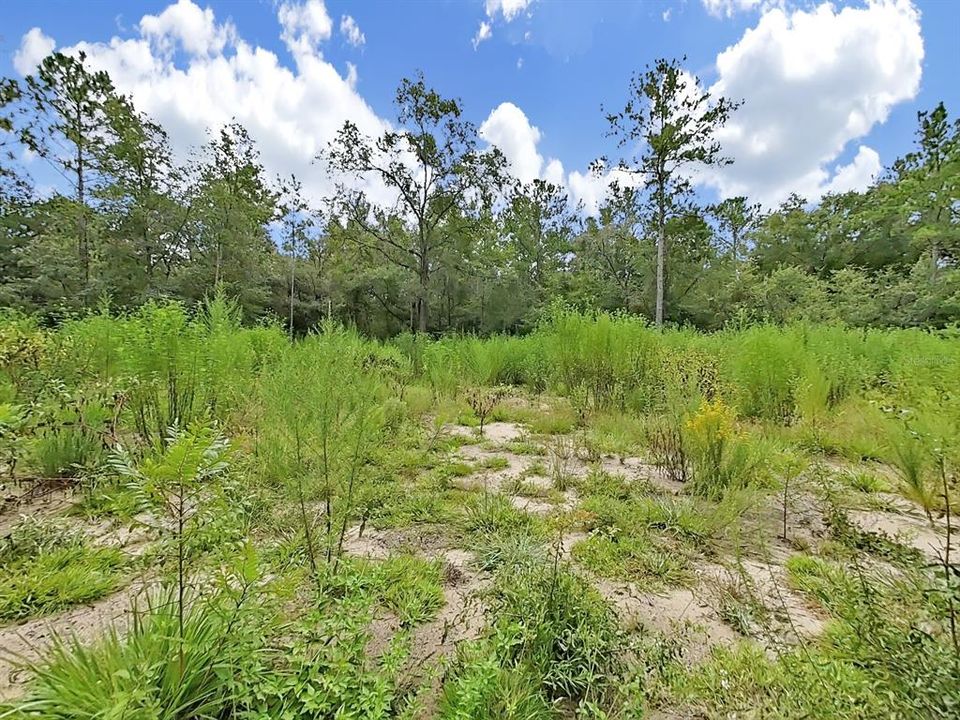 Active With Contract: $23,500 (1.00 acres)