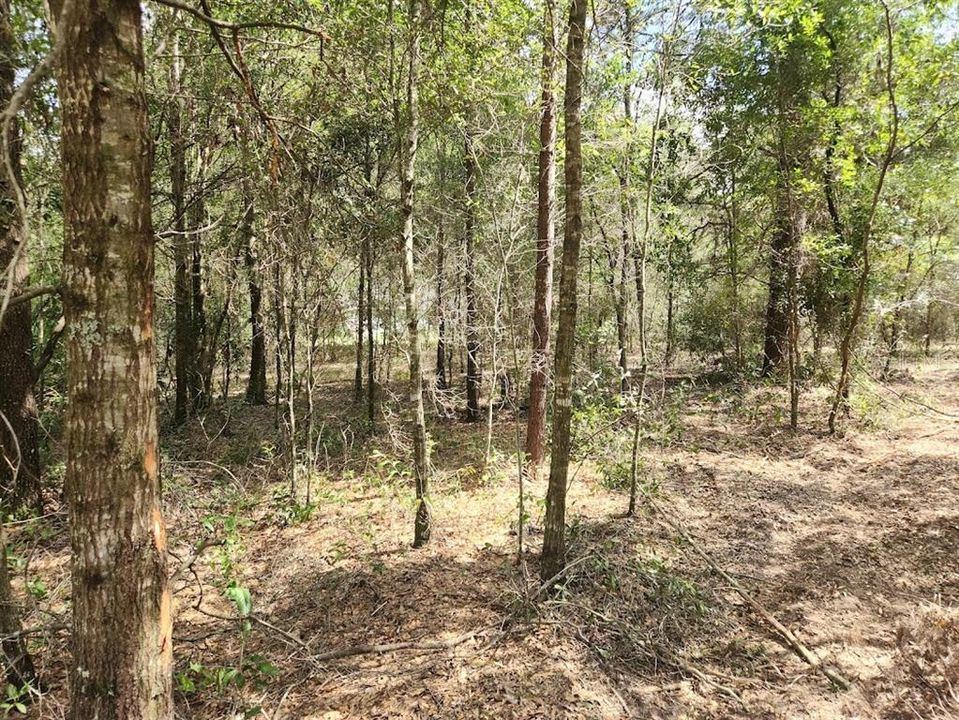 En Venta: $67,000 (1.16 acres)