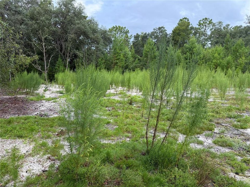 待售: $44,900 (0.23 acres)