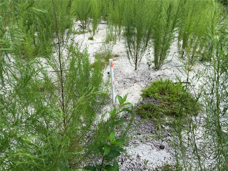 待售: $44,900 (0.23 acres)