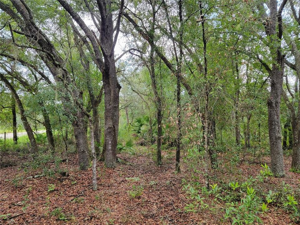 En Venta: $28,000 (1.25 acres)