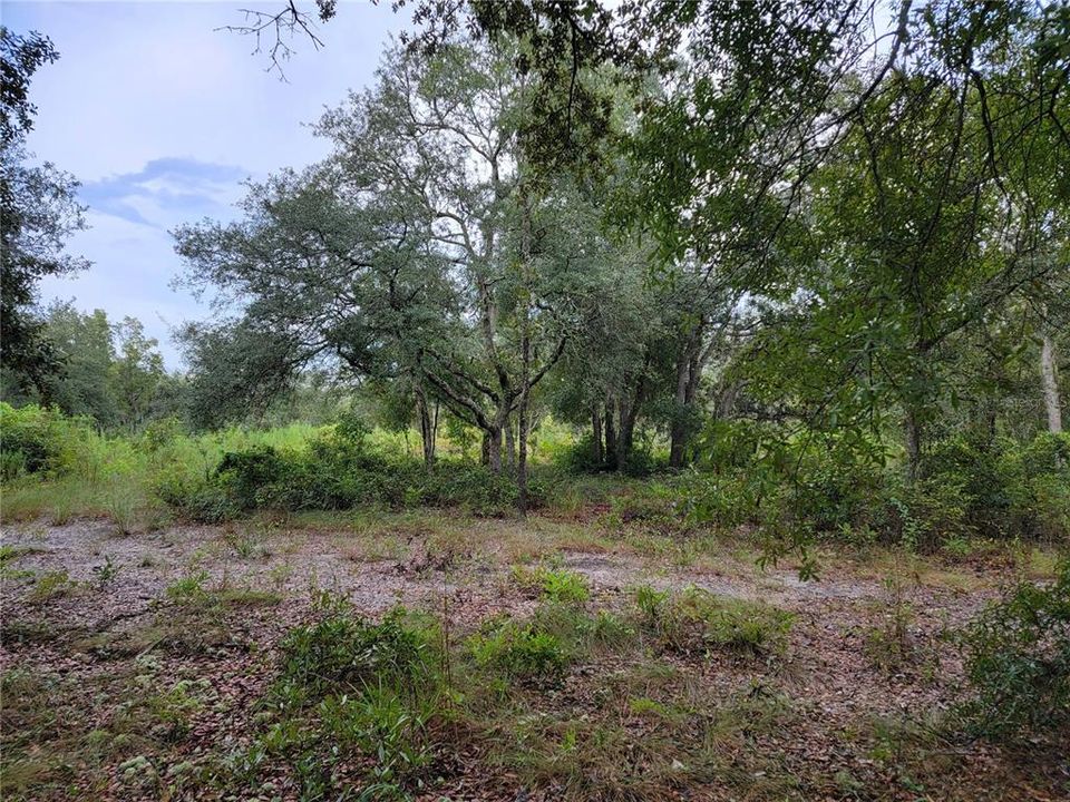 En Venta: $28,000 (1.25 acres)